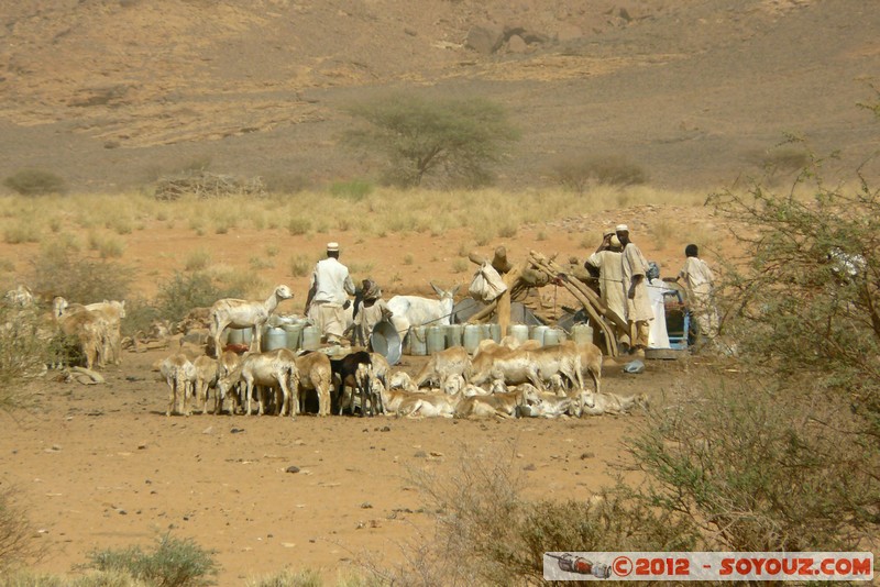 Naqa - Farmer
Mots-clés: geo:lat=16.26891264 geo:lon=33.27271163 geotagged Soudan Naqa animals chevre