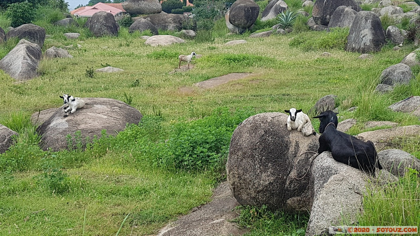 Mwanza - Capri Point
Mots-clés: Mwanza Tanzanie TZA Tanzania Capri Point