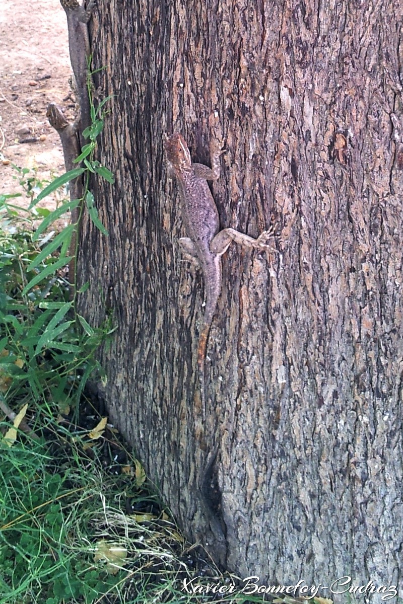 N'Djamena - Lezard
Mots-clés: Bololo geo:lat=12.11379766 geo:lon=15.03114626 geotagged TCD Tchad Ville de N'Djamena N'Djamena animals lezard