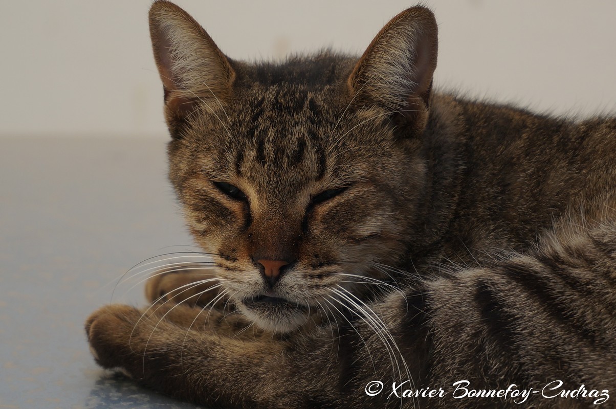 Sidi Bou Saïd - Chat
Mots-clés: geo:lat=36.87030447 geo:lon=10.34774972 geotagged Sidi Bou Saïd TUN Tūnis Tunisie Tunis Carthage animals chat