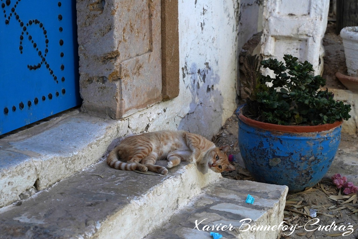 Sidi Bou Saïd - Chat
Mots-clés: geo:lat=36.87193399 geo:lon=10.34867451 geotagged Sidi Bou Saïd TUN Tūnis Tunisie Tunis Carthage chat animals