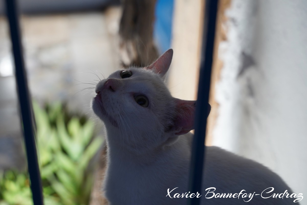 Sidi Bou Saïd - Chat
Mots-clés: geo:lat=36.87190931 geo:lon=10.34915194 geotagged Sidi Bou Saïd TUN Tūnis Tunisie Tunis Carthage chat animals