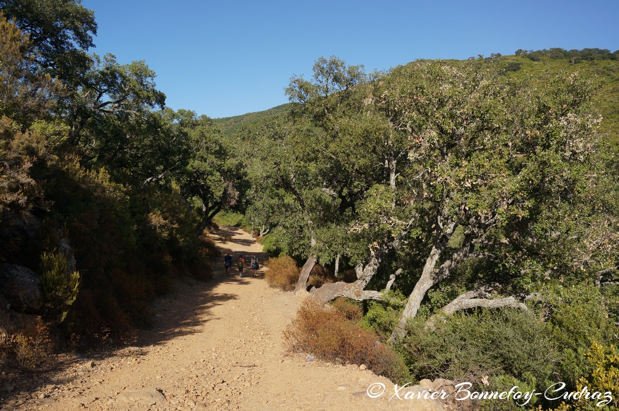 Ain Draham - Fernana
Mots-clés: geo:lat=36.72019677 geo:lon=8.73228245 geotagged Jundūbah Sidi Ahmed TUN Tunisie Jendouba Ain Draham Fernana Arbres