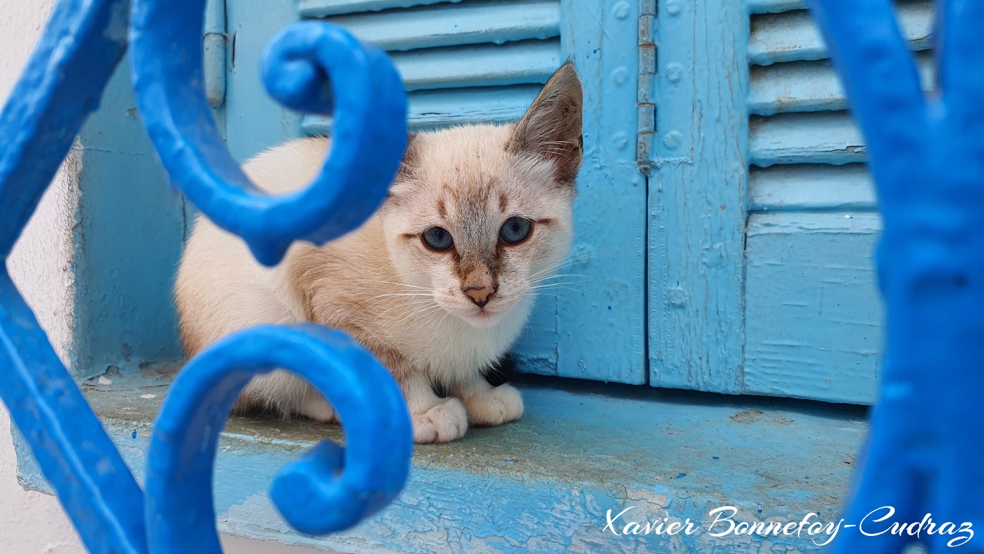 Bizerte - La Medina - Chatton
Mots-clés: Banzart geo:lat=37.27939813 geo:lon=9.87586945 geotagged La Kasbah TUN Tunisie Bizerte Medina animals chat