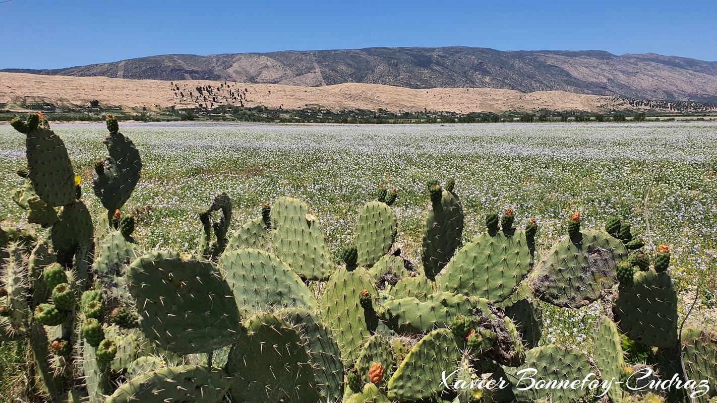 Zaouia Sidi Ameur
Mots-clés: geo:lat=35.85441627 geo:lon=9.53626089 geotagged Silyānah TUN Tunisie Zaouïa Sidi Ameur Zaouia Sidi Ameur Siliana paysage fleur cactus