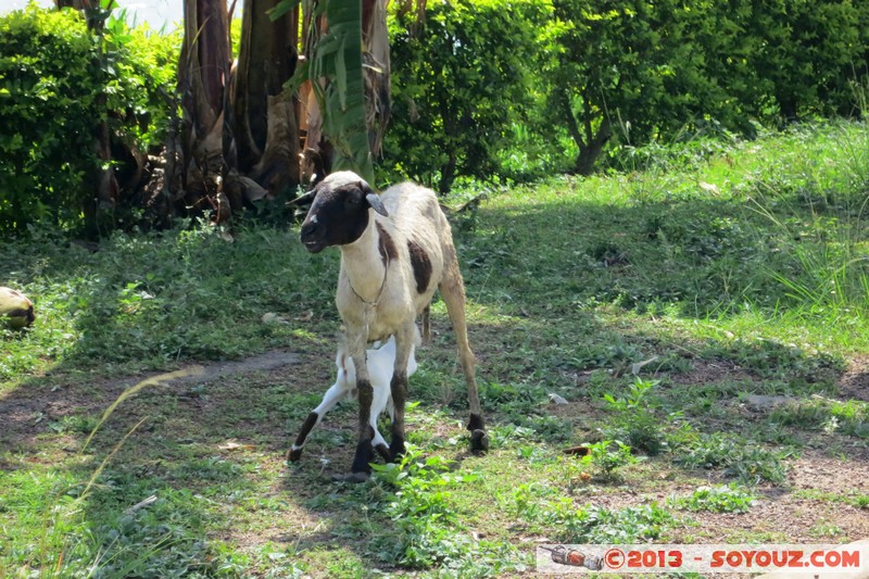 Yamoussoukro - Mouton
Mots-clés: CIV CÃ´te d'Ivoire geo:lat=6.81519026 geo:lon=-5.28249264 geotagged Lacs Yamoussoukro animals Mouton