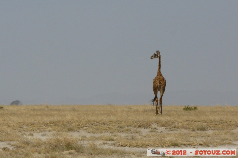 Amboseli National Park - Masai Giraffe
Mots-clés: Amboseli geo:lat=-2.62137765 geo:lon=37.31099912 geotagged KEN Kenya Rift Valley animals Giraffe Masai Giraffe Amboseli National Park