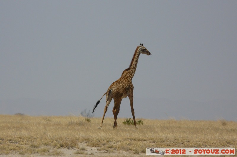 Amboseli National Park - Masai Giraffe
Mots-clés: Amboseli geo:lat=-2.62139081 geo:lon=37.31094042 geotagged KEN Kenya Rift Valley animals Giraffe Masai Giraffe Amboseli National Park