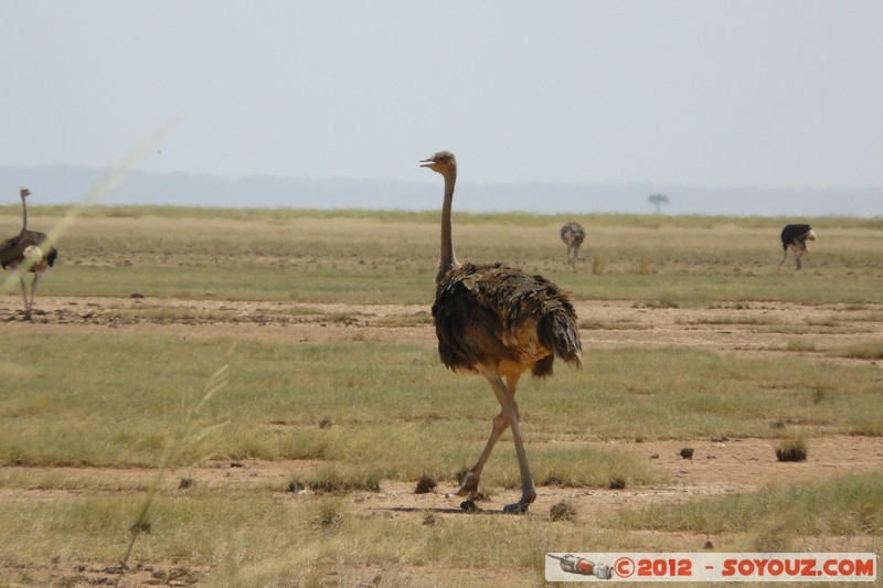 Amboseli National Park - Ostrich
Mots-clés: Amboseli geo:lat=-2.64957679 geo:lon=37.30198312 geotagged KEN Kenya Rift Valley animals oiseau Autruche Amboseli National Park