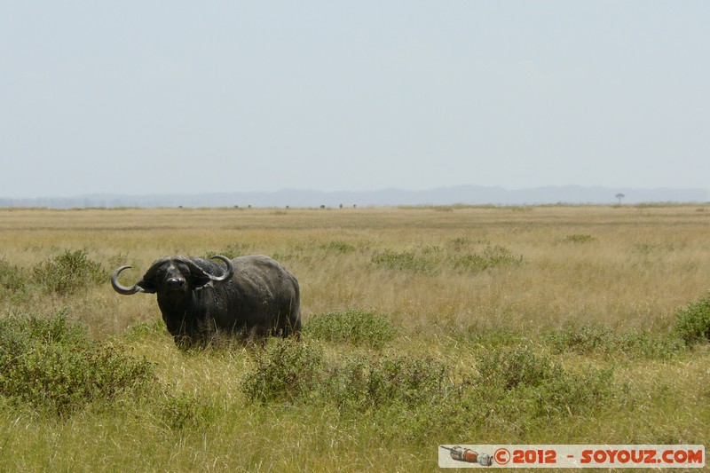 Amboseli National Park - Cape Buffalo
Mots-clés: Amboseli geo:lat=-2.65305450 geo:lon=37.30252261 geotagged KEN Kenya Rift Valley animals Buffle Amboseli National Park