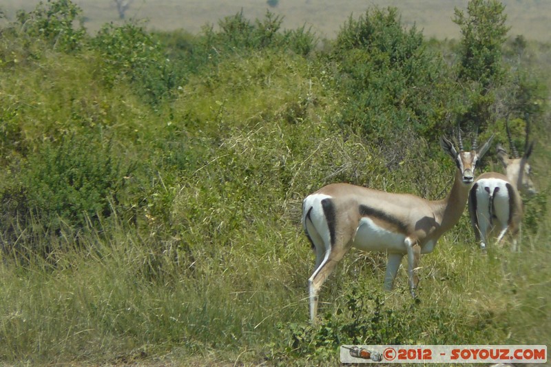 Amboseli National Park - Grant's Gazelle
Mots-clés: Amboseli geo:lat=-2.67157334 geo:lon=37.33293395 geotagged KEN Kenya Rift Valley animals Grant's Gazelle Amboseli National Park