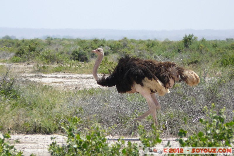 Amboseli National Park - Ostrich
Mots-clés: Amboseli geo:lat=-2.68596828 geo:lon=37.33938793 geotagged KEN Kenya Rift Valley animals oiseau Autruche Amboseli National Park