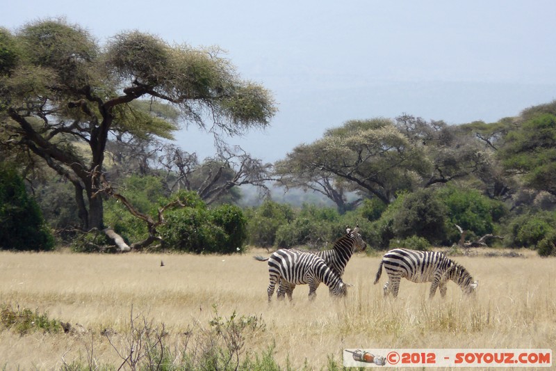 Amboseli National Park - Zebra
Mots-clés: Amboseli geo:lat=-2.70818686 geo:lon=37.34959234 geotagged KEN Kenya Rift Valley animals zebre Amboseli National Park