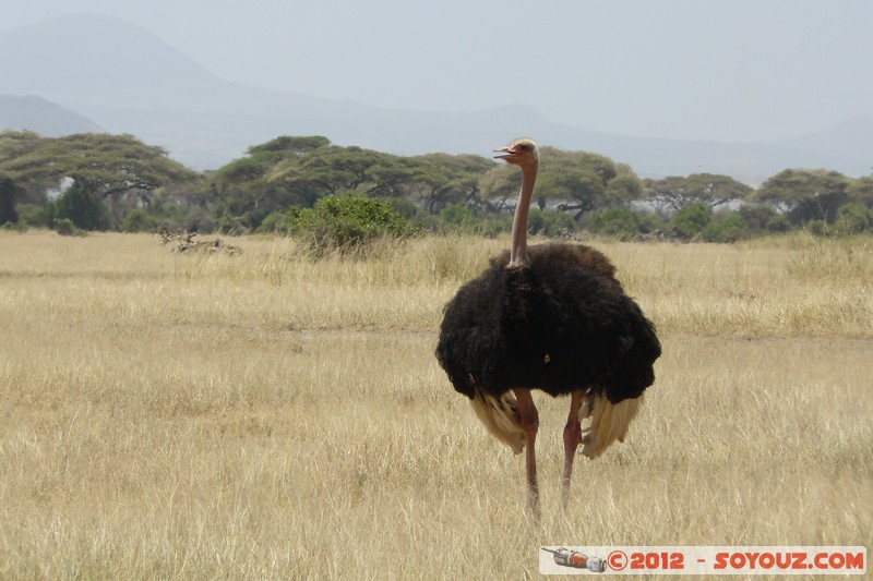 Amboseli National Park - Ostrich
Mots-clés: Amboseli geo:lat=-2.70823407 geo:lon=37.34961714 geotagged KEN Kenya Rift Valley animals oiseau Autruche Amboseli National Park