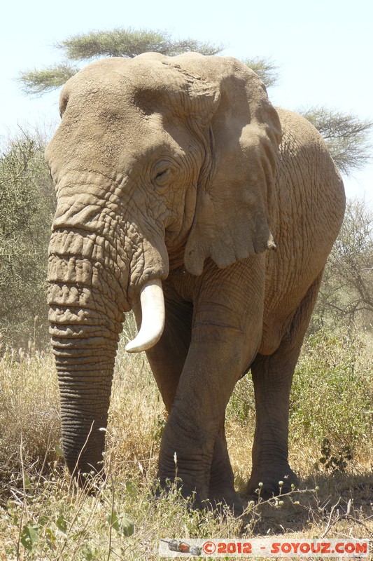 Amboseli - Elephant
Mots-clés: Amboseli geo:lat=-2.73211663 geo:lon=37.39888905 geotagged KEN Kenya Rift Valley animals Elephant