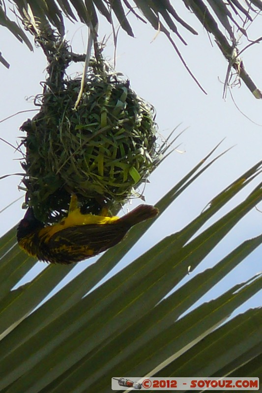 Amboseli Sopa Lodge - Black Headed Weaver
Mots-clés: geo:lat=-2.81290357 geo:lon=37.50350475 geotagged KEN Kenya Kimana Rift Valley animals oiseau Tisserand a tete noire