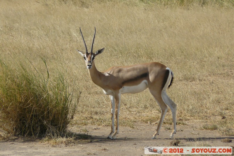 Amboseli National Park - Grant's Gazelle
Mots-clés: Amboseli geo:lat=-2.71179276 geo:lon=37.34285595 geotagged KEN Kenya Rift Valley Amboseli National Park animals Grant's Gazelle