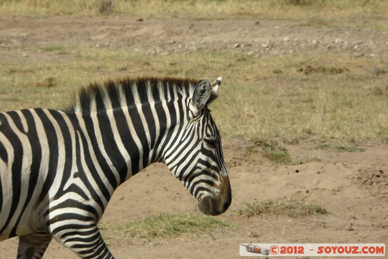 Amboseli National Park - Zebra
Mots-clés: Amboseli geo:lat=-2.70940535 geo:lon=37.32498065 geotagged KEN Kenya Rift Valley Amboseli National Park animals zebre