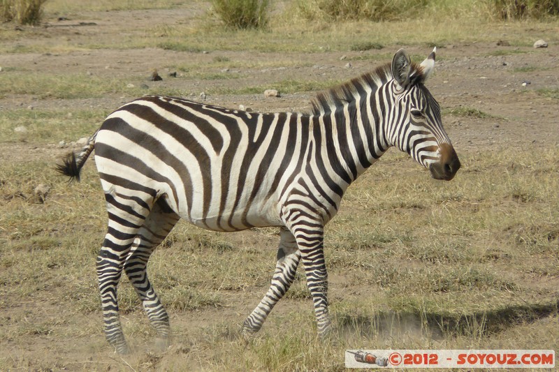 Amboseli National Park - Zebra
Mots-clés: Amboseli geo:lat=-2.70940261 geo:lon=37.32495165 geotagged KEN Kenya Rift Valley Amboseli National Park animals zebre