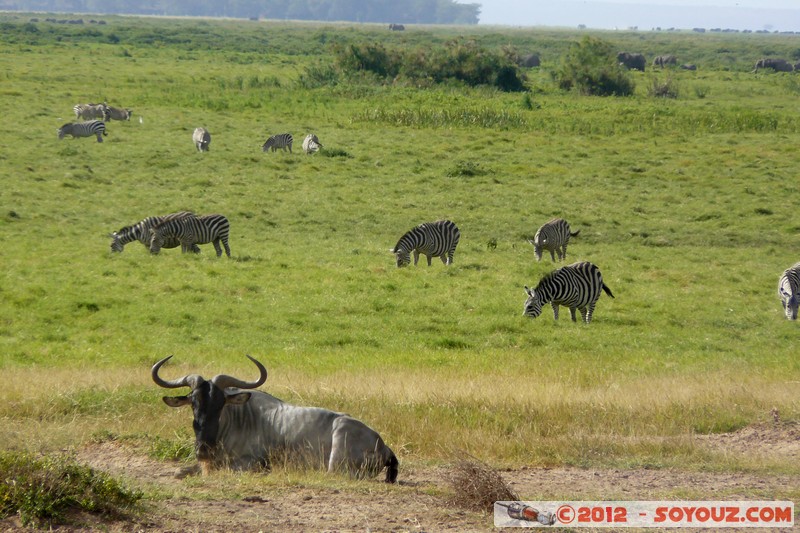 Amboseli National Park - Zebra and Blue Wildebeest
Mots-clés: Amboseli geo:lat=-2.70861713 geo:lon=37.32338166 geotagged KEN Kenya Rift Valley Amboseli National Park animals zebre Gnu