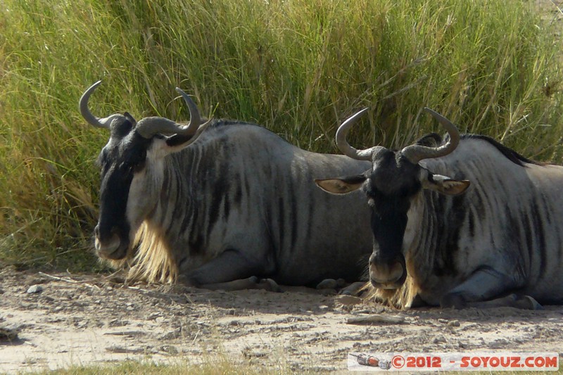 Amboseli National Park - Blue Wildebeest
Mots-clés: Amboseli geo:lat=-2.70656758 geo:lon=37.32434551 geotagged KEN Kenya Rift Valley Amboseli National Park animals Gnu