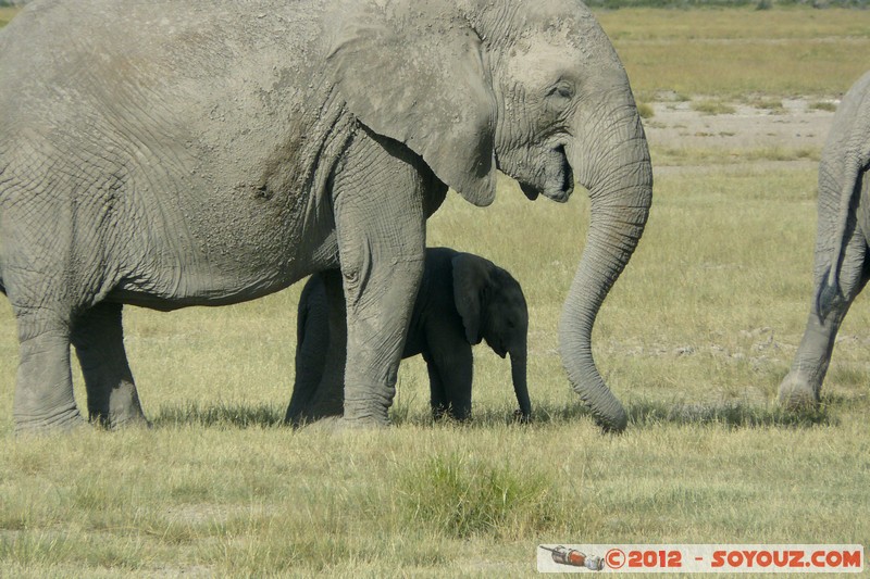 Amboseli National Park - Elephant
Mots-clés: Amboseli geo:lat=-2.68607194 geo:lon=37.32271376 geotagged KEN Kenya Rift Valley Amboseli National Park animals Elephant