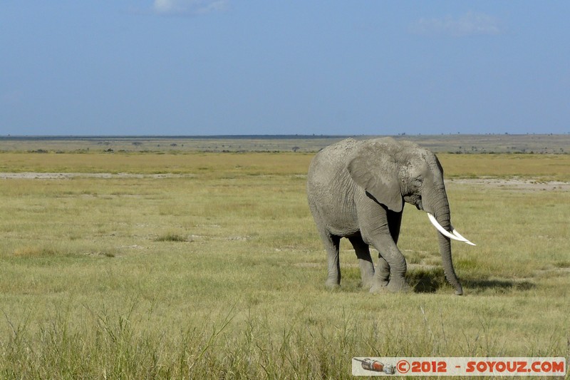Amboseli National Park - Elephant
Mots-clés: Amboseli geo:lat=-2.68592996 geo:lon=37.32271004 geotagged KEN Kenya Rift Valley Amboseli National Park animals Elephant
