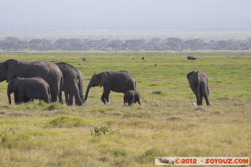 Amboseli National Park - Elephant
Mots-clés: Amboseli geo:lat=-2.66605302 geo:lon=37.30505923 geotagged KEN Kenya Rift Valley Amboseli National Park animals Elephant