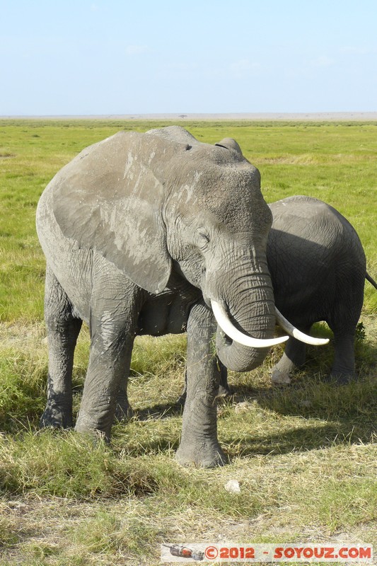 Amboseli National Park - Elephant
Mots-clés: Amboseli geo:lat=-2.65851921 geo:lon=37.29203199 geotagged KEN Kenya Rift Valley Amboseli National Park animals Elephant