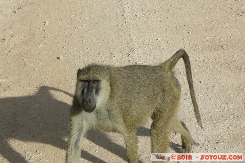 Amboseli National Park - Baboon
Mots-clés: Amboseli geo:lat=-2.66480301 geo:lon=37.27578253 geotagged KEN Kenya Rift Valley Amboseli National Park animals singes Babouin