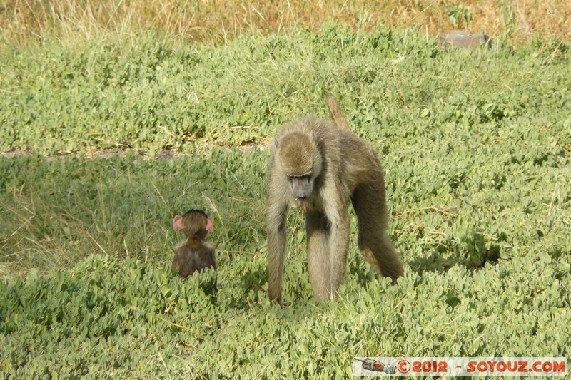 Amboseli National Park - Baboon
Mots-clés: Amboseli geo:lat=-2.66520012 geo:lon=37.27868212 geotagged KEN Kenya Rift Valley Amboseli National Park animals singes Babouin