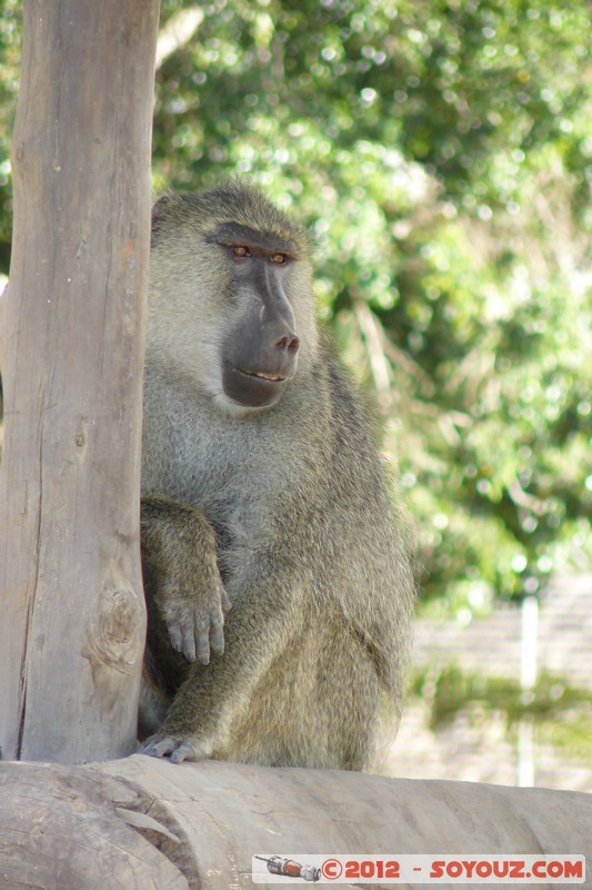 Amboseli National Park - Baboon
Mots-clés: Amboseli geo:lat=-2.66523100 geo:lon=37.27891217 geotagged KEN Kenya Rift Valley Amboseli National Park animals singes Babouin