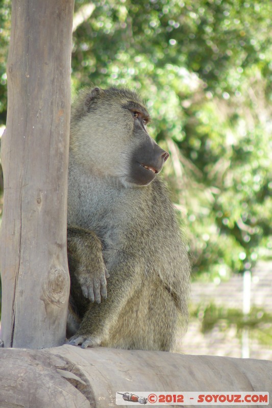 Amboseli National Park - Baboon
Mots-clés: Amboseli geo:lat=-2.66523179 geo:lon=37.27892114 geotagged KEN Kenya Rift Valley Amboseli National Park animals singes Babouin