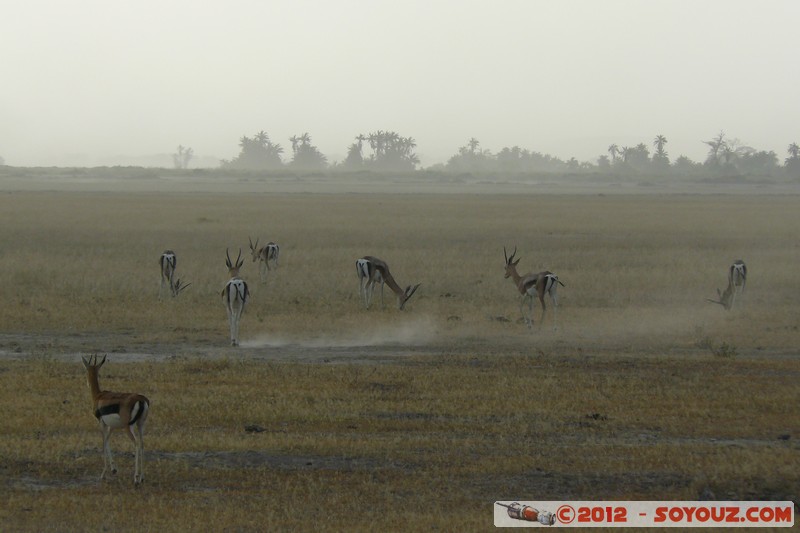 Amboseli National Park - Thomson's gazelle
Mots-clés: Amboseli geo:lat=-2.69232724 geo:lon=37.29509453 geotagged KEN Kenya Rift Valley Amboseli National Park sunset animals Thomson's gazelle