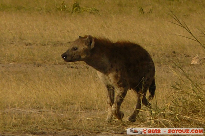 Amboseli National Park - Spotted hyena
Mots-clés: Amboseli geo:lat=-2.70026418 geo:lon=37.30298368 geotagged KEN Kenya Rift Valley Amboseli National Park animals Hyene tachetee