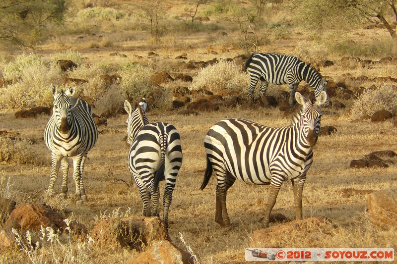 Amboseli - Zebra
Mots-clés: geo:lat=-2.73846574 geo:lon=37.40559811 geotagged KEN Kenya Kimana Rift Valley animals zebre
