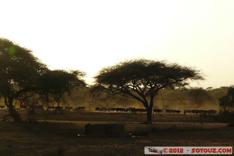 Amboseli - Sunset
Mots-clés: geo:lat=-2.76399738 geo:lon=37.43194279 geotagged KEN Kenya Kimana Rift Valley Arbres