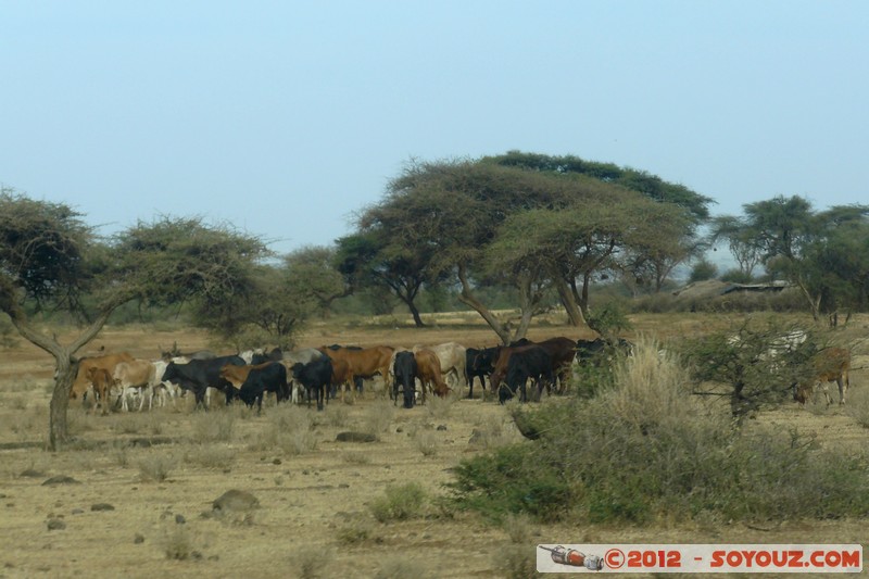 Amboseli
Mots-clés: geo:lat=-2.75979593 geo:lon=37.43119726 geotagged KEN Kenya Kimana Rift Valley animals vaches Arbres