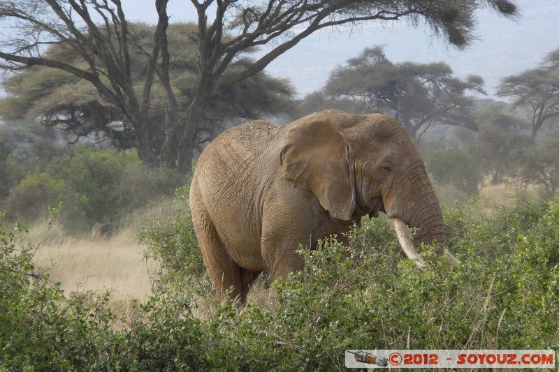 Amboseli National Park - Elephant
Mots-clés: Amboseli geo:lat=-2.71687487 geo:lon=37.37414421 geotagged KEN Kenya Rift Valley animals Elephant