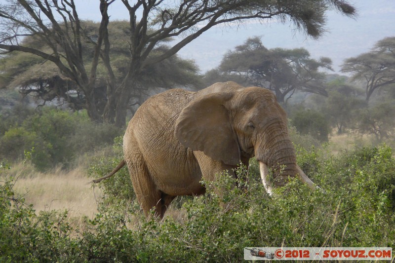 Amboseli National Park - Elephant
Mots-clés: Amboseli geo:lat=-2.71687378 geo:lon=37.37414164 geotagged KEN Kenya Rift Valley animals Elephant