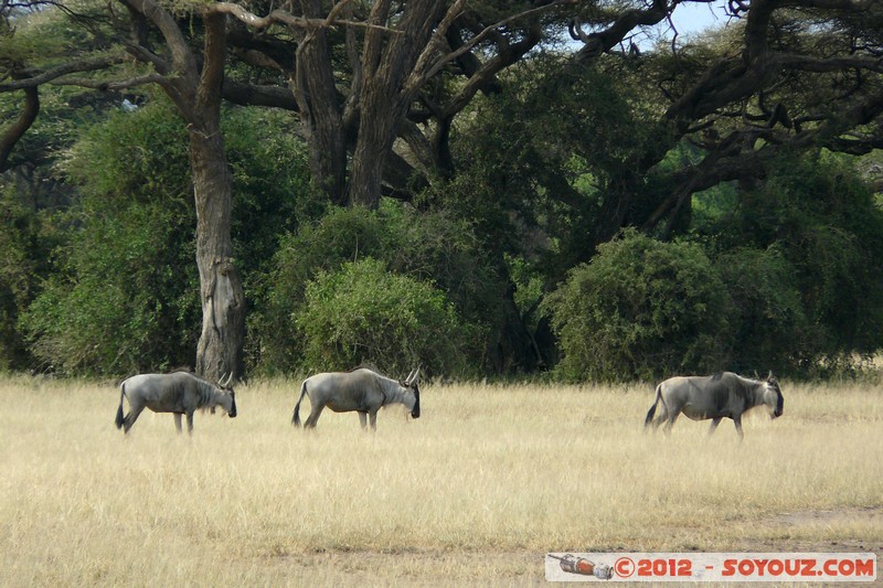 Amboseli National Park - Blue Wildebeest
Mots-clés: Amboseli geo:lat=-2.71288311 geo:lon=37.35826711 geotagged KEN Kenya Rift Valley animals Gnu