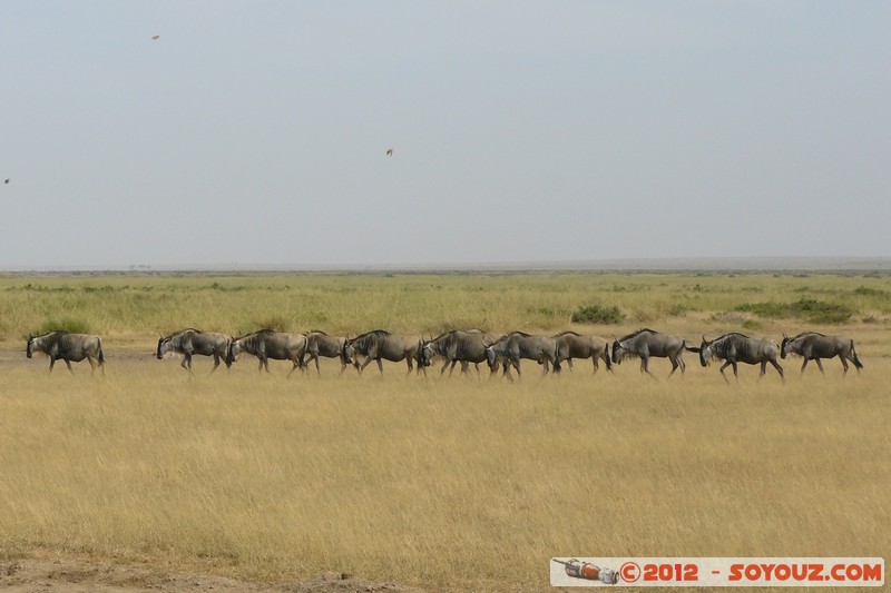 Amboseli National Park - Blue Wildebeest
Mots-clés: Amboseli geo:lat=-2.71173213 geo:lon=37.34517135 geotagged KEN Kenya Rift Valley animals Gnu
