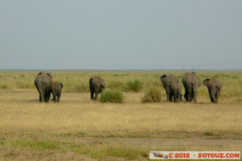 Amboseli National Park - Elephant
Mots-clés: Amboseli geo:lat=-2.71173439 geo:lon=37.34515762 geotagged KEN Kenya Rift Valley animals Elephant