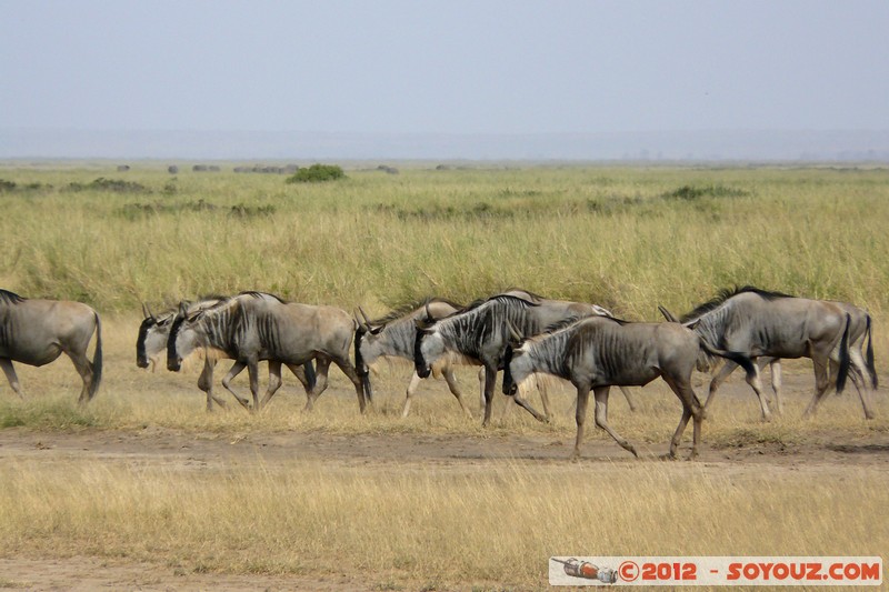 Amboseli National Park - Blue Wildebeest
Mots-clés: Amboseli geo:lat=-2.71174509 geo:lon=37.34509291 geotagged KEN Kenya Rift Valley animals Gnu
