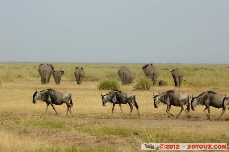 Amboseli National Park - Blue Wildebeest
Mots-clés: Amboseli geo:lat=-2.71174833 geo:lon=37.34507330 geotagged KEN Kenya Rift Valley animals Gnu Elephant