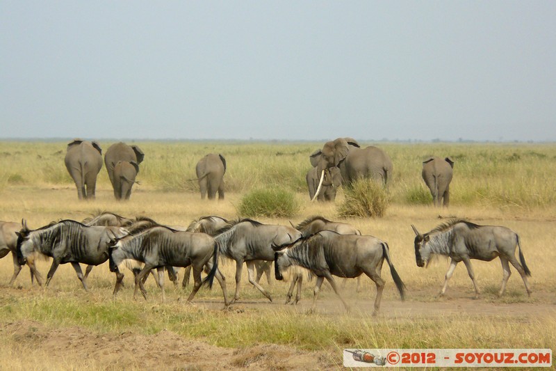Amboseli National Park - Blue Wildebeest
Mots-clés: Amboseli geo:lat=-2.71175125 geo:lon=37.34505565 geotagged KEN Kenya Rift Valley animals Gnu Elephant