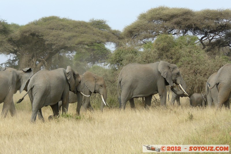 Amboseli National Park - Elephant
Mots-clés: Amboseli geo:lat=-2.71192483 geo:lon=37.33968472 geotagged KEN Kenya Rift Valley animals Elephant
