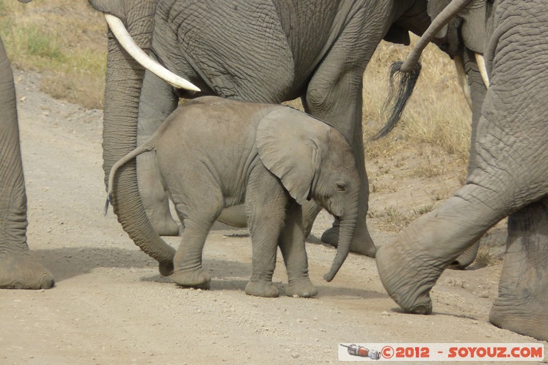 Amboseli National Park - Elephant
Mots-clés: Amboseli geo:lat=-2.71193316 geo:lon=37.33902075 geotagged KEN Kenya Rift Valley animals Elephant