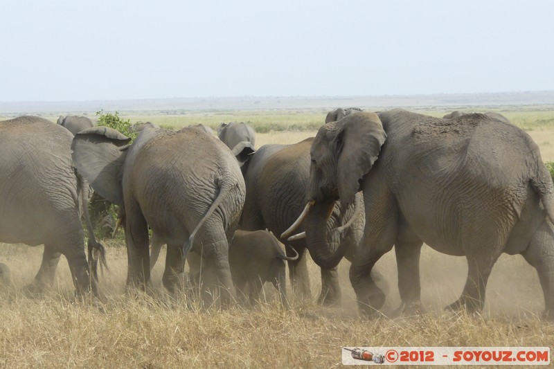 Amboseli National Park - Elephant
Mots-clés: Amboseli geo:lat=-2.71190219 geo:lon=37.33747325 geotagged KEN Kenya Rift Valley animals Elephant