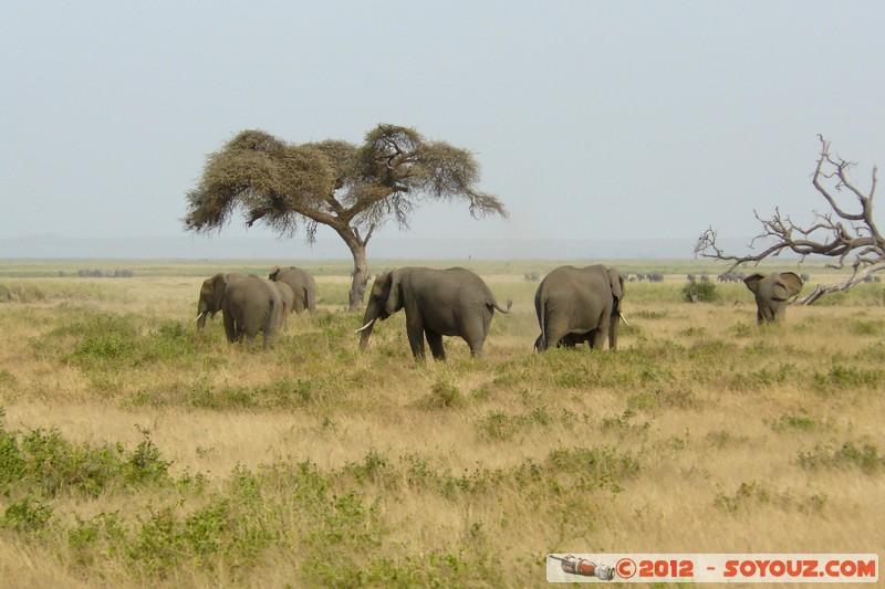 Amboseli National Park - Elephant
Mots-clés: Amboseli geo:lat=-2.71046594 geo:lon=37.32982422 geotagged KEN Kenya Rift Valley animals Elephant Arbres